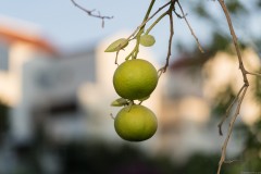 MG_0033