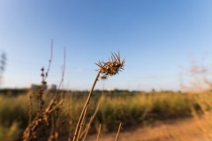 6D_mg_0007