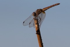 80D_mg_0004-2