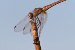 80D_mg_0005