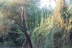 80D_mg_0007-2