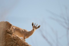 1_IMG_0096