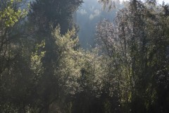 MG_0004