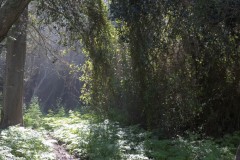MG_0005-3