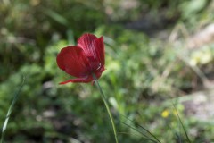 MG_0005