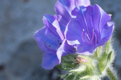 1_MG_0022-2