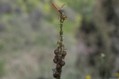 1_MG_0052