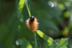 1_MG_0065
