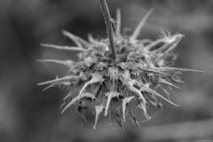 MG_0022-2
