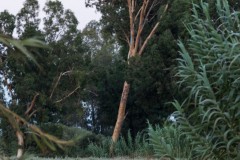 MG_0026