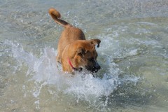 1000D_Dog0084