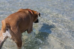 1000D_Dog0086
