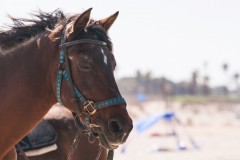 1000D_Horse0080-2