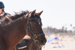 1000D_Horse0080