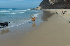 80D_Dogs0076