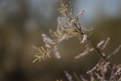 IMG_0010-Astia-100F