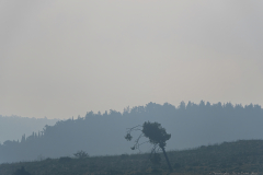 01-Trees-at-Emek-ha-Shalom