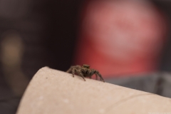 01-Menahem-Lurie-Eran-The-Spider
