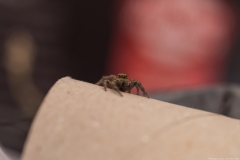 02-Menahem-Lurie-Eran-The-Spider