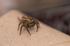 07-Menahem-Lurie-Eran-The-Spider