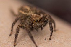 08-Menahem-Lurie-Eran-The-Spider