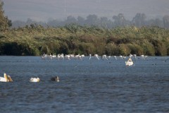 Agmon-Hula-14102019_0119