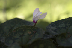 Cyclamen-Hill-01
