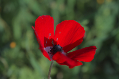 Tel-Beit-Shemesh-03