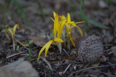 Flowers-9