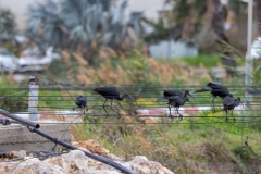 08-Gail-Rubin-Project-מעגן-מכאל