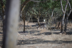 01-Gazelle-Valley-July-5Th-2025