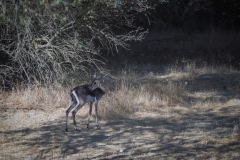 04-Gazelle-Valley-July-5Th-2025