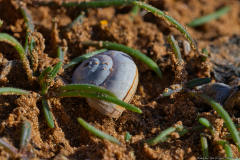 06-Gedor-Sea-Reserve-Macro