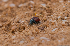 09-Gedor-Sea-Reserve-Macro