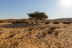 02-Gev-Yamin