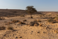 03-Gev-Yamin