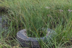 04-Hadera-Swamp-Jun-2020