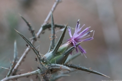 06-Hadera-Swamp-Jun-2020