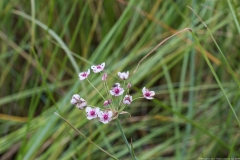 07-Hadera-Swamp-Jun-2020
