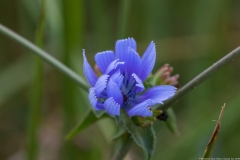 09-Hadera-Swamp-Jun-2020