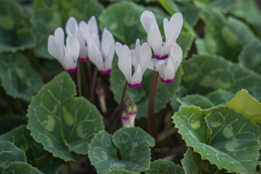 04-Bitan-Aharon-15-12-23