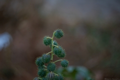 01-Menahem-Lurie-Helios-Lans-and-Ricinus