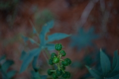 02-Menahem-Lurie-Helios-Lans-and-Ricinus