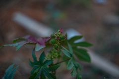 05-Menahem-Lurie-Helios-Lans-and-Ricinus
