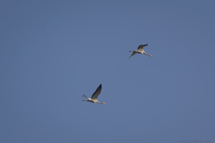 05-Hula-Nature-Reserve-21.11.2025