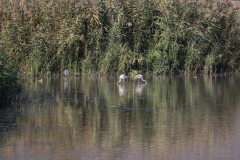 17-Hula-Nature-Reserve-21.11.2025