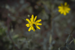 insects-5