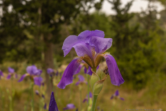 01-Iris-Mesopotamica-Canada-Park