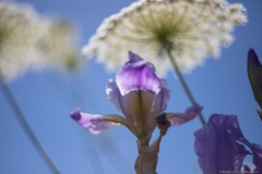 01-Iris-Mesopotamica