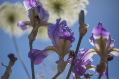 02-Iris-Mesopotamica